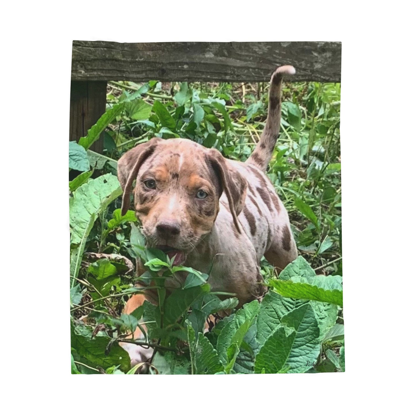 Velveteen Plush Blanket